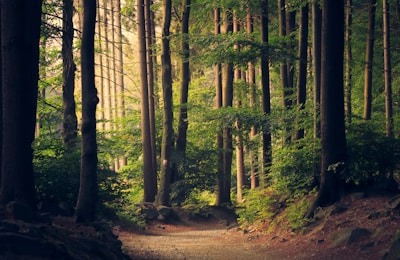 Forest canopy wallpaper